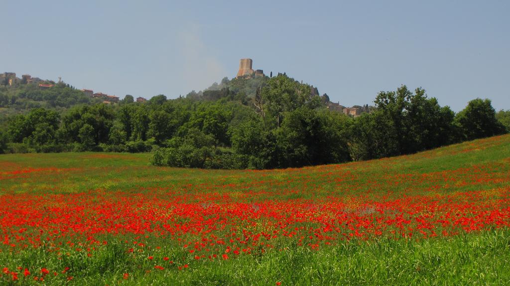 Al Piccolo Ulivo, A Casa Di Mimo&Se Villa Castiglione d'Orcia Bagian luar foto